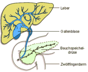 Abbildung Leber & Galle